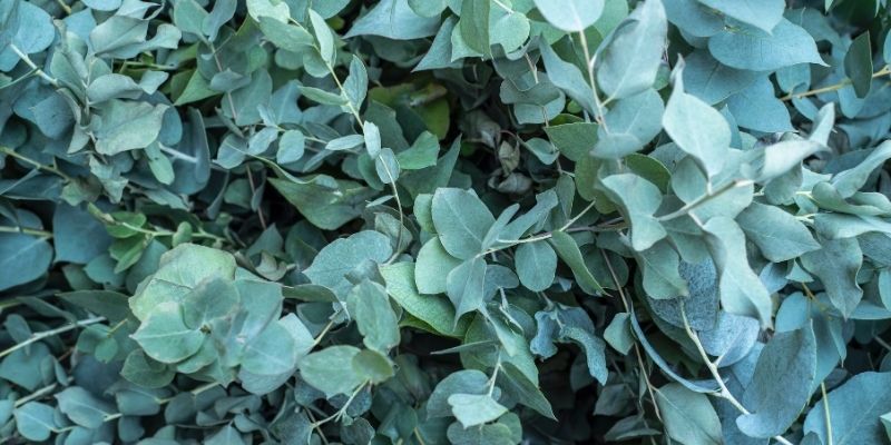 Can Eucalyptus Boost Your Health? Find Out How!