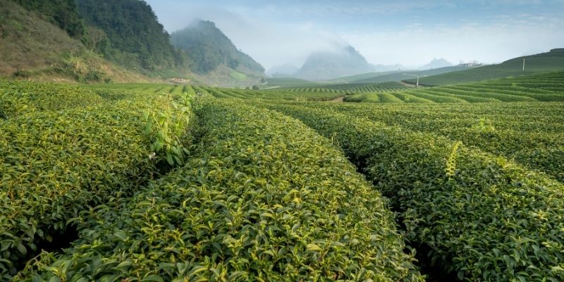 Benefits of Plantation for a Cleaner and Greener Planet
